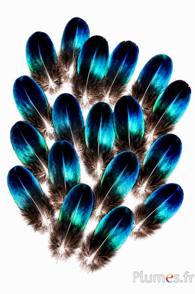 Pavone blu zaffiro - 3-5 cm - blu naturale metallizzato